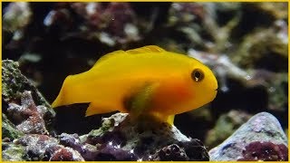 Gobiodon okinawae  Sawada Arai amp Abe 1972  Gobiidae  Gobie corail jaune  082018 [upl. by Ecnarrat]