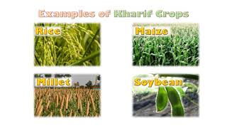 Types of Crops  Rabi and Kharif Crops [upl. by Ieso]