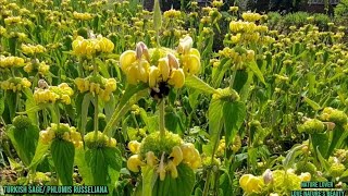 Stunning Garden Plants Turkish SagePhlomis Russeliana Love natures Love natures beauty [upl. by Myk161]