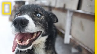 Sled Dogs More Than Meets the Eye  National Geographic [upl. by Halona]