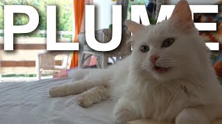 PLUME LANGORA TURC  PAROLE DE CHAT [upl. by Tarrance]