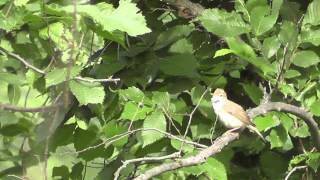 singing Marsh Warbler Acrocephalus palustris part 2  The Great Song Stealer [upl. by Annahs658]