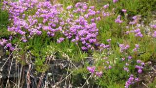 RUNRIG WILD MOUNTAIN THYME [upl. by Dickie914]