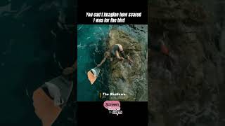 This Scene 😨😨I The Shallows shorts movie theshallows movieedits thriller [upl. by Engelbert54]