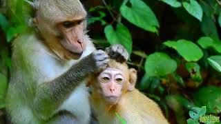 Monkey Alberto with his mom groom adorable baby Elpida happily [upl. by Ameerak369]