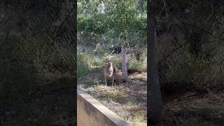 Travel vlog 尋找樹熊挑戰｜揚切普國家公園 Yanchep National Park [upl. by Hakkeber]