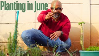 June Edition Winter Garden Progress and Monthly Planting  South African Garden [upl. by Eirrac]