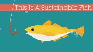 This Is A Sustainable Fish [upl. by Karlee]