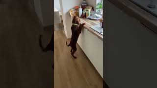 It’s real IRISH SETTER 🫣 irishsetter dogs shortsvideo dogslife [upl. by Trever]