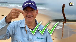 Beach Fishing Incredible Benefits of BEACH WORMS [upl. by Axia]