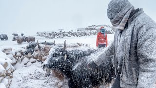 A Winter Storm in Changthang  Living with the Changpas of Ladakh  46 [upl. by Joseito]