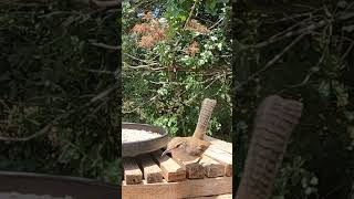 Sneaky Bewicks Wren at the feeder 🐦 backyardbirds [upl. by Gone270]