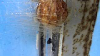 Egg Sac of Wasp Spider ナガコガネグモ（蜘蛛）の卵嚢 [upl. by Meara467]