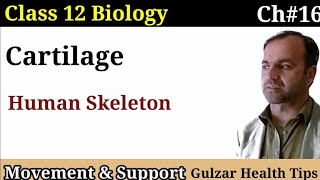 Cartilage  StructureComposition and functions of Cartilage  Human Skeleton  Support amp Movement [upl. by Attelliw]