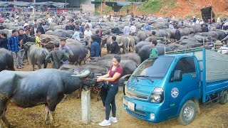 Buy Buffalo and Use Truck to Transport 500km to Countryside Market to Sell  My Farm Đào [upl. by Katsuyama]