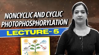 5 Noncyclic and Cyclic Photophosphorylation l Photosynthesis in Higher Plants l NEET l Class 11 [upl. by Nyasuh]