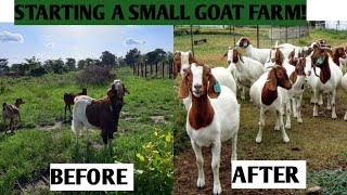 Goat Rearing In AFRICA She Started With Only 3 GOATS Successful Farmer [upl. by Dorcas]