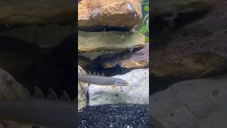 Fish Aquarium ideas tropicalfish BICHIRDinosaur Eel planted tank aquarium 魚 ikan fyp fishies [upl. by Amlet]