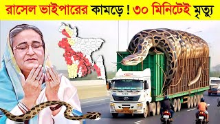 বাংলাদেশের নতুন আতঙ্ক রাসেল ভাইপার 😱 ৩০ মিনিটের মৃত্যু 💀  Russels Viper  Russell viper bite [upl. by Akemaj497]