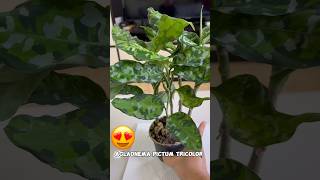 Excited ako sa aking new plant  Aglaonema Pictum Tricolor  Camouflage Plant Rare Plants shorts [upl. by Nlycaj]