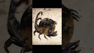 shorts about scorpion babies youtube viralvideo facts [upl. by Retsek417]