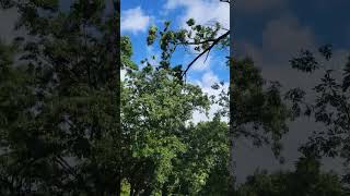 Climber Drops Tree Top in the Street 😱 [upl. by Matthiew]