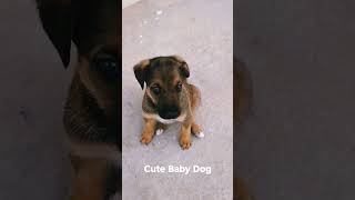 Best Garman shaft Dog puppy Ye Dil ka bhut acha H 🐕🐕🐕♥️♥️♥️🙏ply like aru subscribe kar do na ply [upl. by Norga]