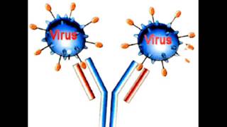 Biología  Reacción antígeno anticuerpo [upl. by Nnylsaj]