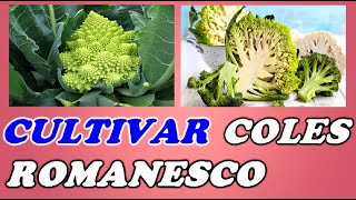 Cómo Cultivar Col  COL ROMANESCO  Cultivo completo  Todo Huerta y Jardín [upl. by Alekram237]