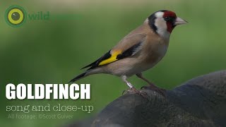 Goldfinch  Carduelis carduelis  song and closeup [upl. by Llevert]