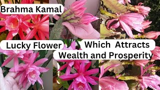 ब्रम्हकमल फुल को पुरै जानकारी  How to Grow amp Care Brahma Kamal Plant Epiphyllum CactusIn Nepali [upl. by Eidur]