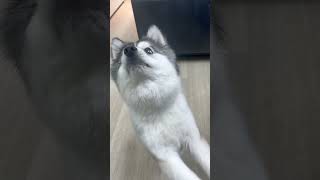 training pomsky 博美奇 puppy dog funny cute training [upl. by Dukie]