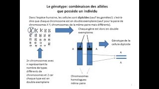 Etude de la drépanocytose méthodes savoir et savoirfaire [upl. by Arreic]