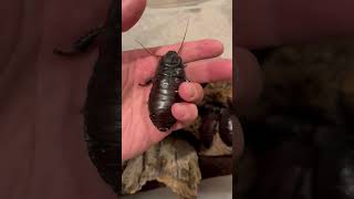 Which is your favorite wildlife stickbug bigroaches giantanimals roaches giantcentipede [upl. by Letnahc]