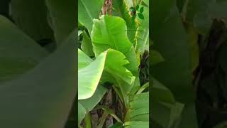 Erwinia rot in banana agriculture farming agriculturefarming banana farmer viral shortvideo [upl. by Lemmueu768]