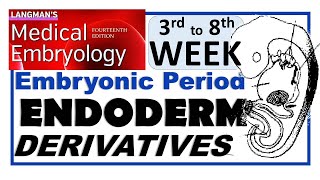 Langman Chapter06PartIII  ENDODERM Derivatives  Embryonic Period 3rd to 8th Week [upl. by Atnuahc]