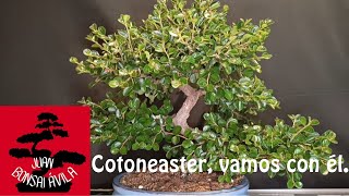 Bonsai cotoneaster manos a la obra bonsai [upl. by Amandi418]