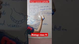 Simple squamous epithelial tissue Biology class 11 shorts [upl. by Aisayt]