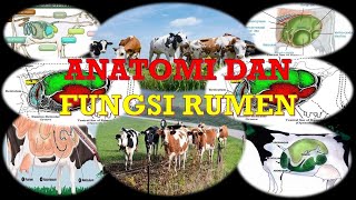 ANATOMI DAN FUNGSI RUMEN TERNAK RUMINANSIA [upl. by Hoover]