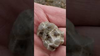 Michigan Fossil Hunting Paradise Near Me buriedtreasure thefinders rockhounding fossils [upl. by Englis679]