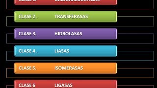 Enzimas Clasificación [upl. by Indnahc]