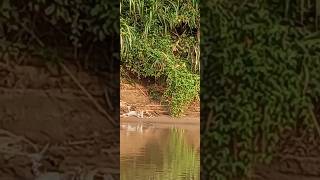 Black Caiman Vs Jaguar Part 2 [upl. by Fabrice179]