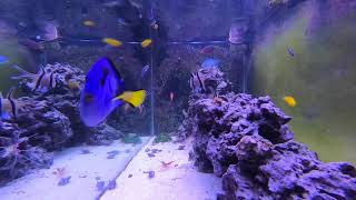 Relaxing Saltwater Reef Aquarium Alastrea Peaceful Monday [upl. by Aninat]