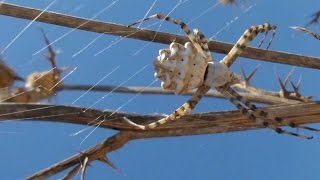 İri gri Zehirli Örümcek Argiope Lobata [upl. by Tekcirk]