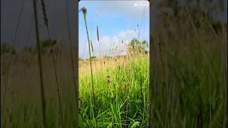 Roundhay park shorts nature uklandscapes travel ukjourneys drone RoundhayPark forest dji [upl. by Goldsworthy]