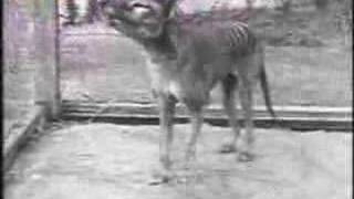 Last Tasmanian Tiger Thylacine 1933 [upl. by Hallette]