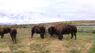 Custer State Park Buffalo Roundup  Sights and Sounds [upl. by Akemrehs]