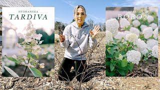 Pruning Panicle Hydrangea Bobo ® amp Tardiva at the Greenhouse  Those Plant Ladies [upl. by Kries322]