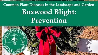 Boxwood Blight Prevention [upl. by Acinomad]