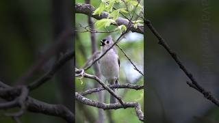 Tufted Titmouse Calling Sounds [upl. by Ailil]